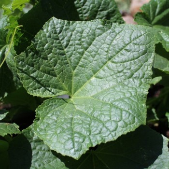 Gurke Bush Pickle (Samen)