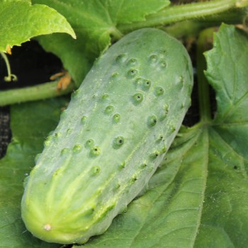 Gurke Bushy (Samen)
