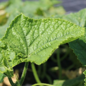 Neu! Gurke China Jade (Samen)