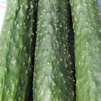 Neu! Gurke China Jade (Samen)