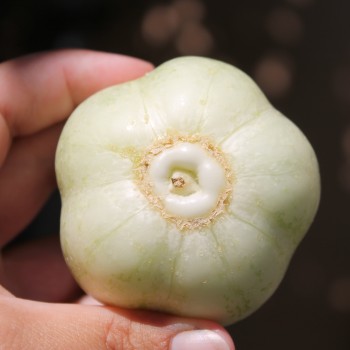 Gurke Chrystal Apple (Samen)