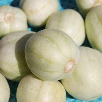 Gurke Chrystal Apple (Samen)