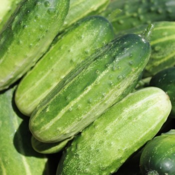 Gurke Delicius (Samen)