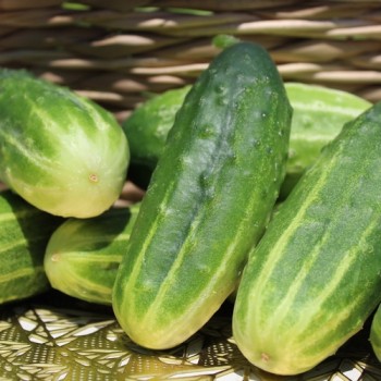 Gurke Delicius (Samen)