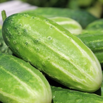 Gurke Delicius (Samen)