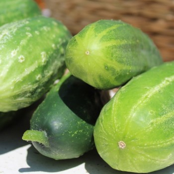Gurke Delicius (Samen)