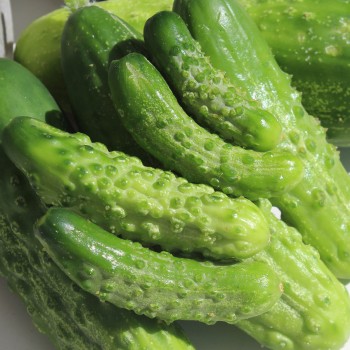 Gurke Homemade Pickles (Samen)