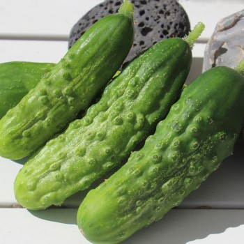 Gurke Homemade Pickles (Samen)