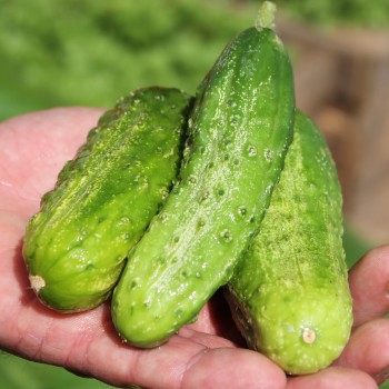 Gurke Homemade Pickles (Samen)