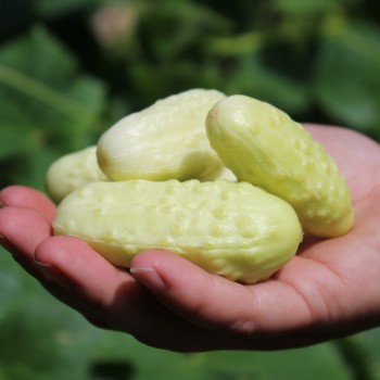 Gurke Miniature White (Samen)