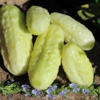 Gurke Miniature White (Samen)