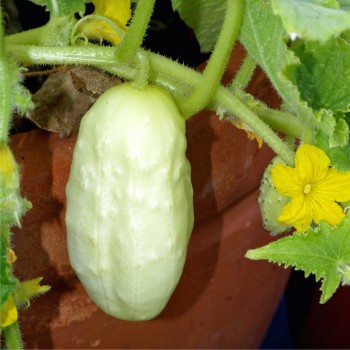 Gurke Miniature White (Samen)