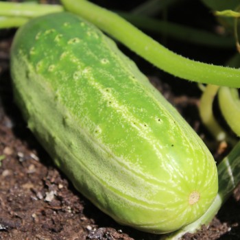 Gurke Parisian Pickling (Samen)