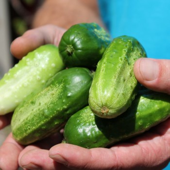 Gurke Parisian Pickling (Samen)