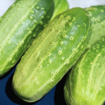 Gurke Parisian Pickling (Samen)