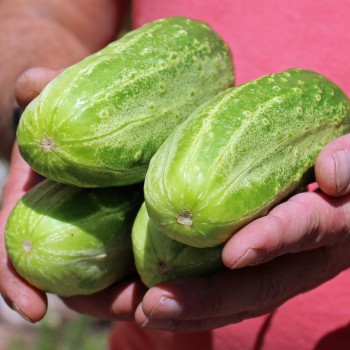 Gurke Parisian Pickling (Samen)
