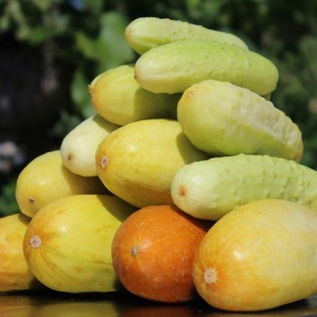 Gurke Phoona Kheera