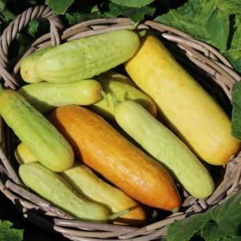 Gurke Phoona Kheera (Samen)