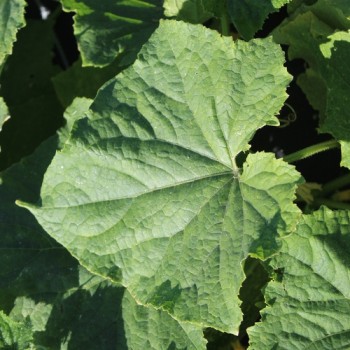 Gurke Rhinish Pickling (Samen)