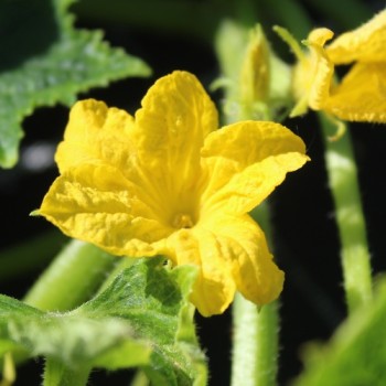 Gurke Rhinish Pickling (Samen)
