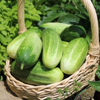 Gurke Rhinish Pickling (Samen)