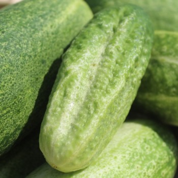 Gurke Rhinish Pickling (Samen)