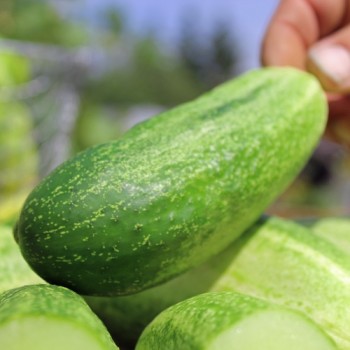 Gurke Rhinish Pickling (Samen)