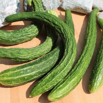 Gurke Suyo Long (Samen)