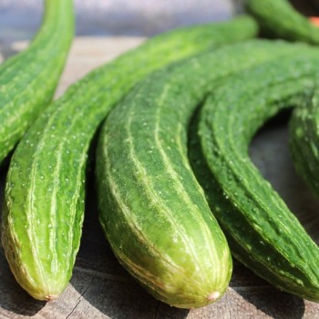 Gurke Suyo Long (Samen)