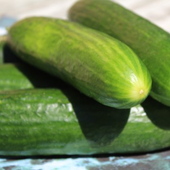 Gurke Tendergreen Burpless (Samen)