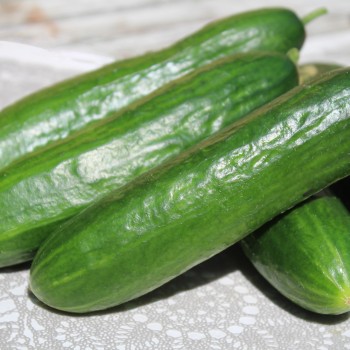 Gurke Tendergreen Burpless (Samen)