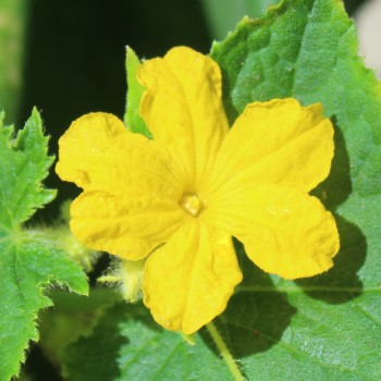 Gurke Tendergreen Burpless (Samen)