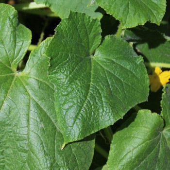 Gurke Tendergreen Burpless (Samen)