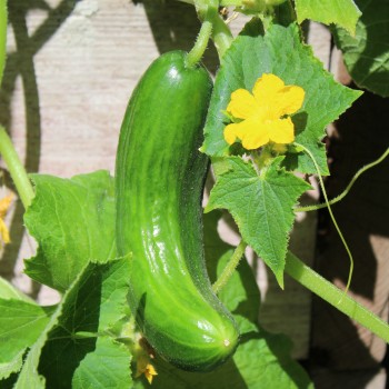 Gurke Tendergreen Burpless (Samen)