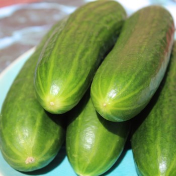 Gurke Tendergreen Burpless (Samen)