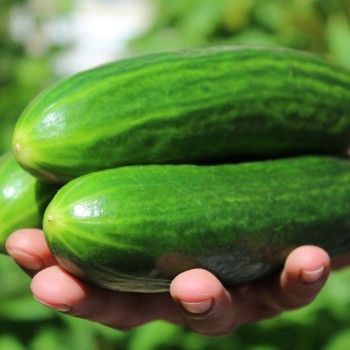 Gurke Tendergreen Burpless (Samen)