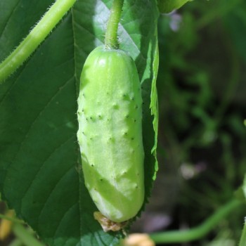 Gurke Thai Mae Sai (Samen)