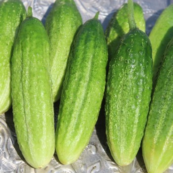 Gurke Vorgebirgstrauben (Samen)