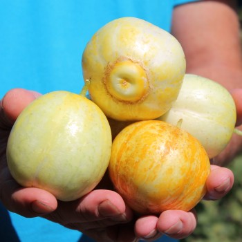 Gurke True Lemon (Samen)