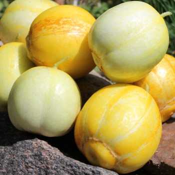 Gurke True Lemon (Samen)