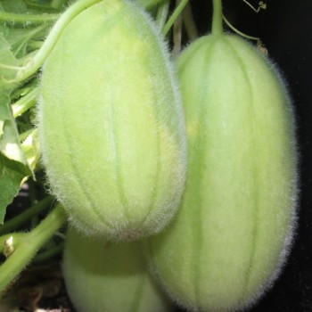 Gurkenmelone Carosello Barese (Samen)