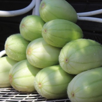Gurkenmelone Carosello Barese (Samen)
