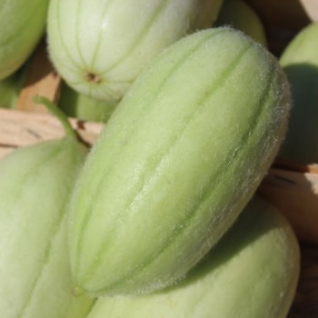 Gurkenmelone Carosello Barese (Samen)