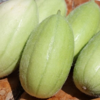Gurkenmelone Carosello Barese (Samen)