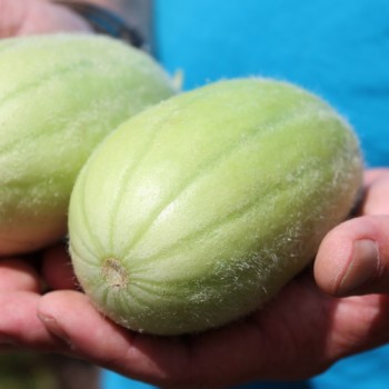 Gurkenmelone Carosello Barese (Samen)