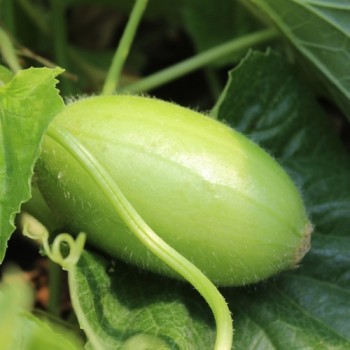 Gurkenmelone Carosello Bianco Leccese (Samen)