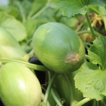 Gurkenmelone Carosello Bianco Leccese (Samen)