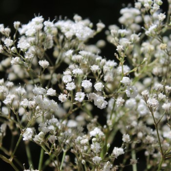 Hohes Schleierkraut Snowflake (Samen)