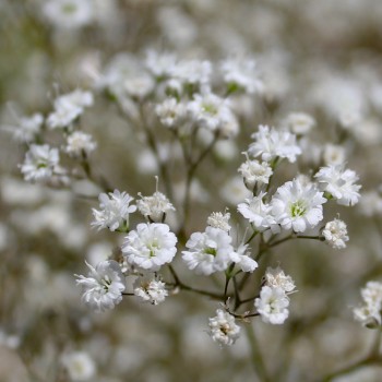 Hohes Schleierkraut Snowflake (Samen)