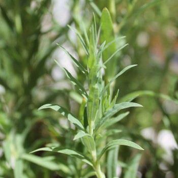Hohes Schleierkraut Snowflake (Samen)